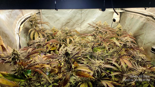 Blasted Genetics  — flower, day 50