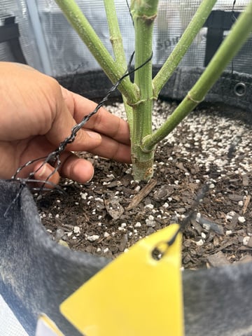 Oreo_BMG#2 — flower, day 8