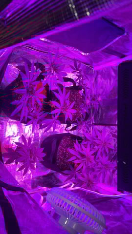 blueberry cupcake  — flower, day 121