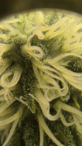 lilac diesel Rbx2 — flower, day 91