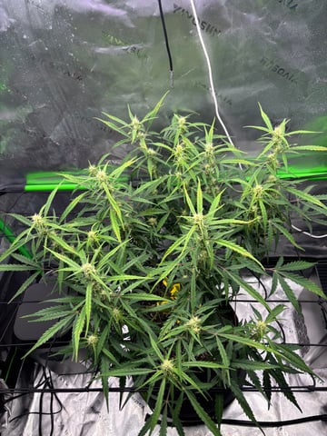 Fall 2025 Grow — flower, day 47