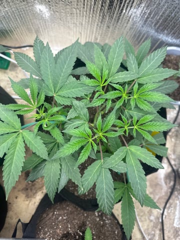 trying some bag seeds — vegetative, day 11