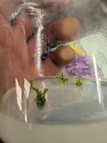 Plant in a test tube — seedling_rooting, day 110