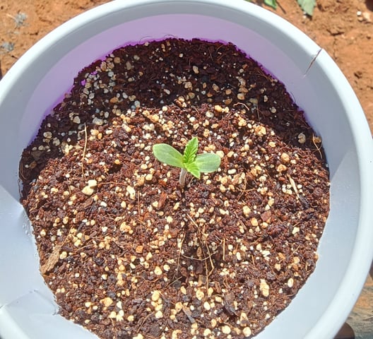 Second grow(Photoperiod) — seedling_rooting, day 6