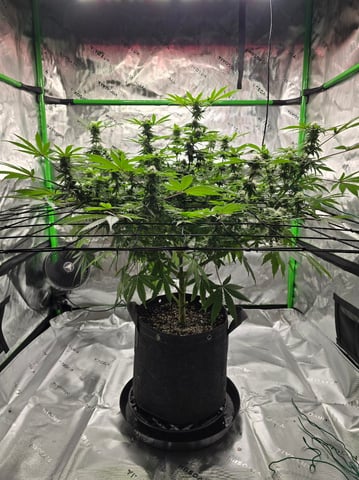 First grow — flower, day 81