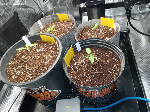 critical purple kush x peyote wifi  in the auto pot system tray 2 grow with added microhazian to the coco coir  — seedling_rooting, day 12