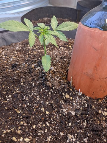 October Start — vegetative, day 26