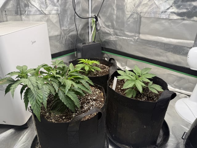 Late Season Start  — vegetative, day 24
