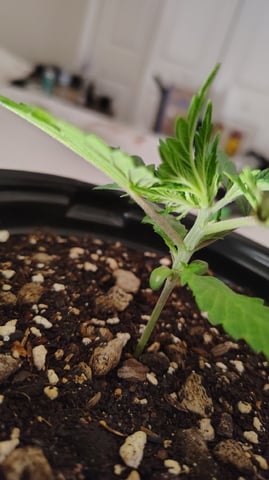 Black Hole Berry — seedling_rooting, day 18