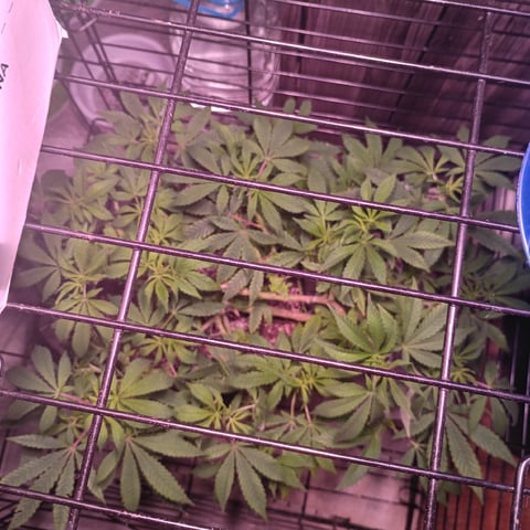 FKAFL — vegetative, day 66