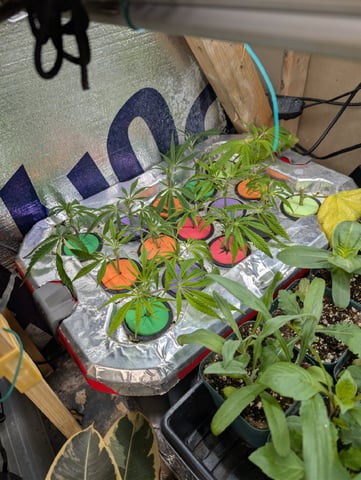 2026 Seedrun — germination, day 1