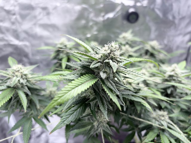 CANDYLAND — flower, day 142