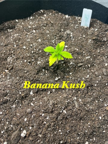 My First Four — vegetative, day 28