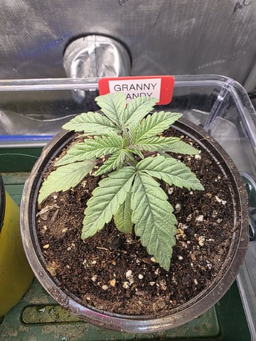 Granny Candy and PLCG — vegetative, day 22