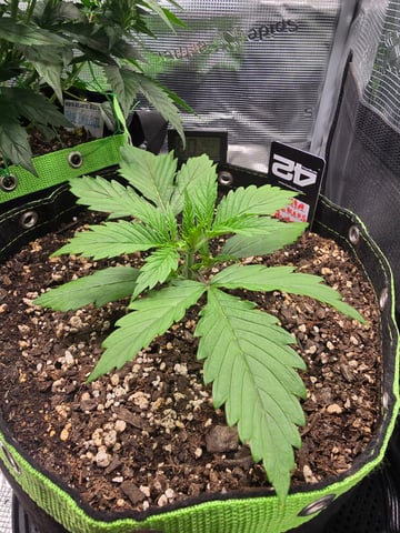 Gorilla Cookies auto  — vegetative, day 13