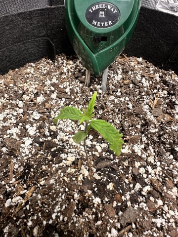 Gorilla Cookies — 1st Grow — vegetative, day 15