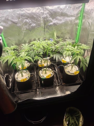 Mainely Genetics Micro Pheno Hunt