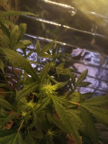 Queen Royal Autoflower  — flower, day 94