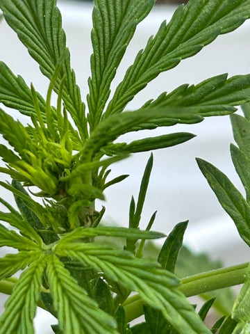 First ever grow — vegetative, day 44