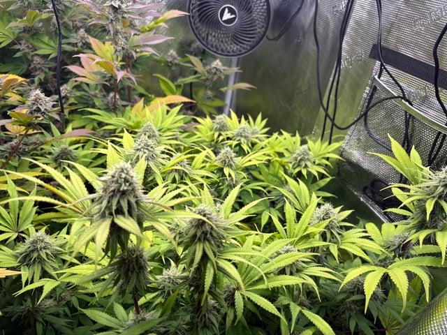 grow 3 — flower, day 40