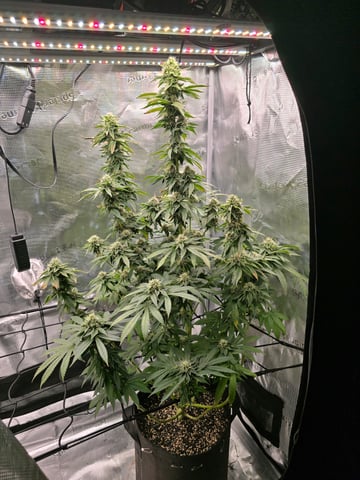 Northern lights #10 2nd plant (Selkies) — flower, day 78