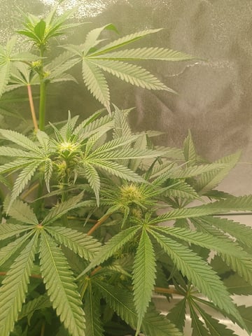 lil Slurry, first grow — flower, day 54