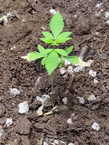 Audrey III — vegetative, day 31