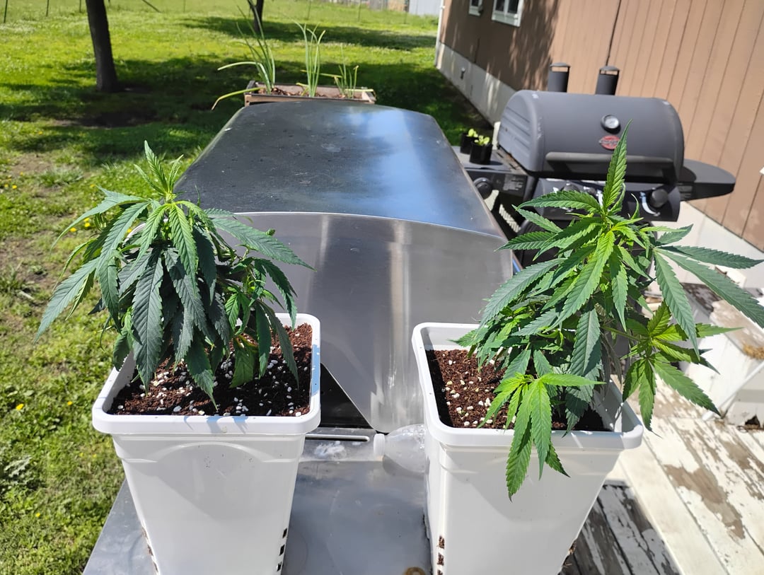 two clones and sour diesel 