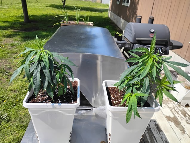 two clones and sour diesel  — vegetative, day 1