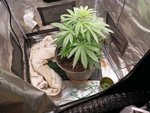 4th grow  — flower, day 156