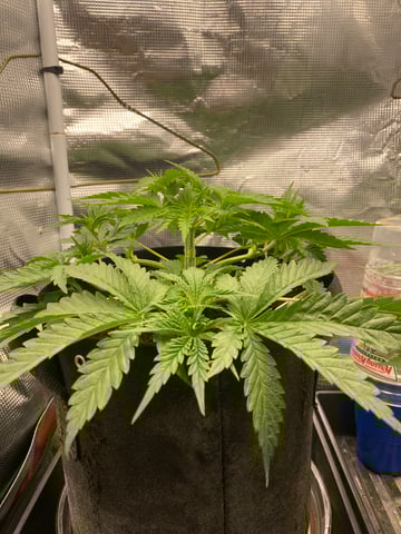 blackberry marshmallows  — vegetative, day 29