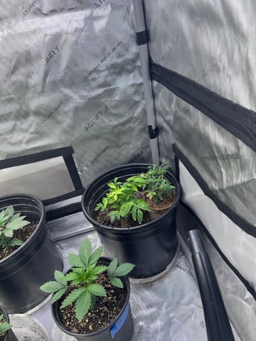 GrowRoom — flower, day 1