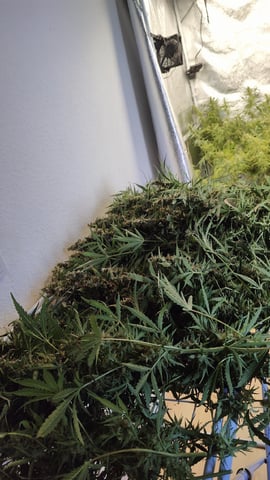 Fast Buds Gorilla Z auto — harvest, day 101