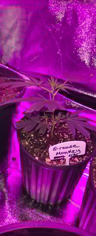 DeathStar, Grease Monkey, Goat Latto, Northern Lights — vegetative, day 7