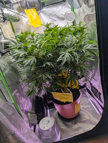 Golden Goat — flower, day 1