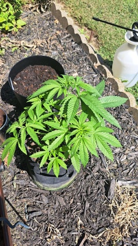 Gumbo — vegetative, day 1