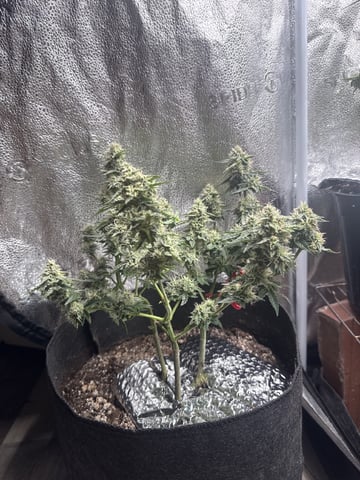 Do-si-doe — flower, day 32