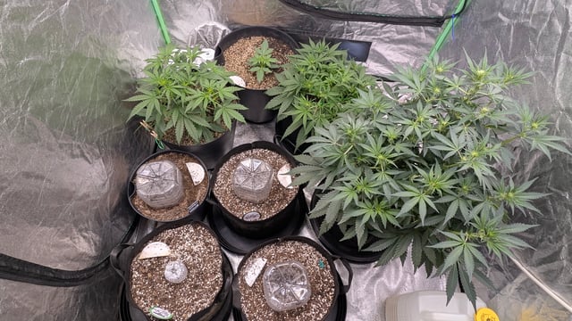 Mixed Grow — grow_setup, day 38