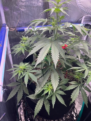 Aeque Genetics  — flower, day 1