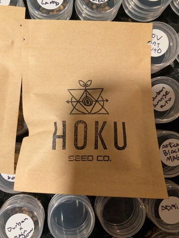 Bloody Mango — germination, day 1