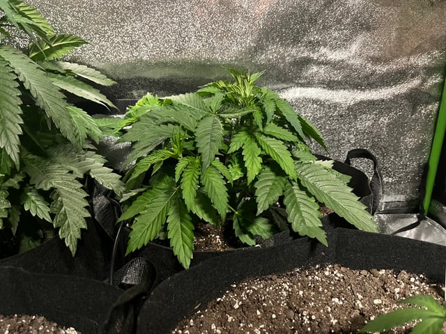 My First Four — vegetative, day 37