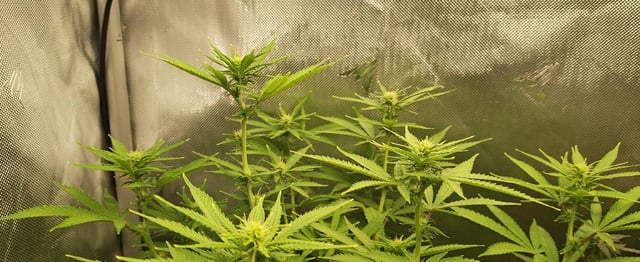 Last girls got kicked. — flower, day 122