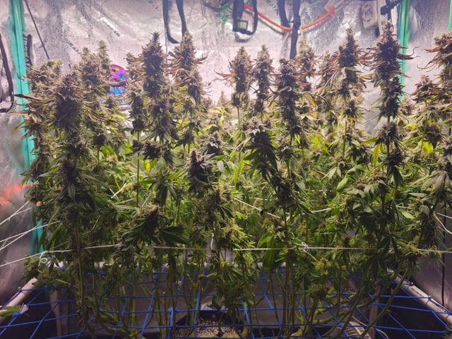 scrog from cut.  — flower, day 90