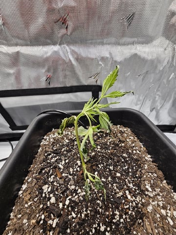 First Grow — vegetative, day 4