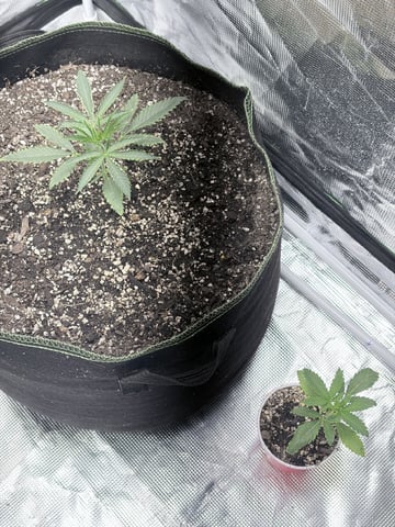 New LADIEZZ — seedling_rooting, day 24