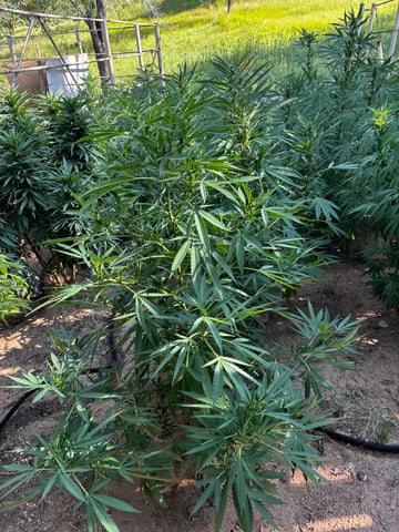 Outdoor Grow — flower, day 143