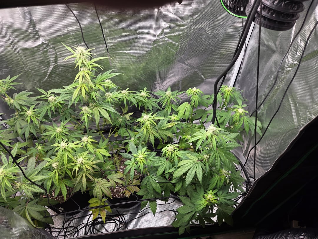 Autoflower NIGHT OWL