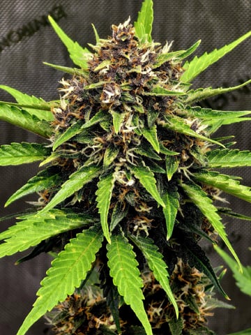 (4)autos  — flower, day 65