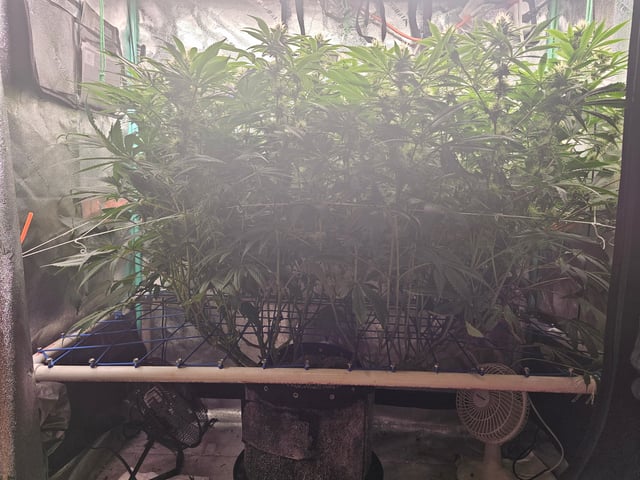 scrog from cut.  — flower, day 50