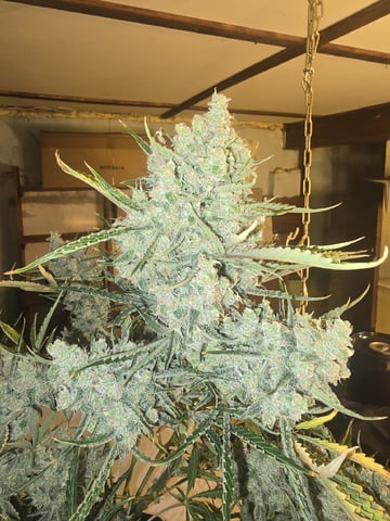 Autos AGAIN — flower, day 89